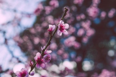 Pembe nektarin ağacının yakın çekimleri açık havada, bahçenin güzel arka bahçesinde sığ bir alanda çiçek açıyor.