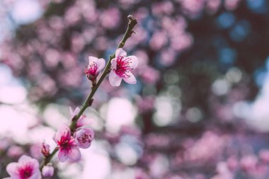 Pembe nektarin ağacının yakın çekimleri açık havada, bahçenin güzel arka bahçesinde sığ bir alanda çiçek açıyor.