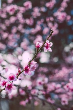 Pembe nektarin ağacının yakın çekimleri açık havada, bahçenin güzel arka bahçesinde sığ bir alanda çiçek açıyor.