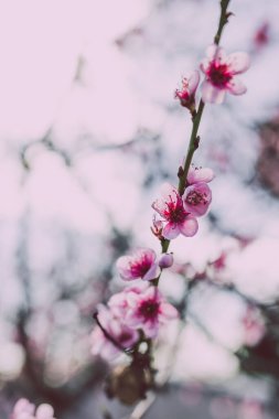 Pembe nektarin ağacının yakın çekimleri açık havada, bahçenin güzel arka bahçesinde sığ bir alanda çiçek açıyor.