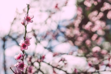 Pembe nektarin ağacının yakın çekimleri açık havada, bahçenin güzel arka bahçesinde sığ bir alanda çiçek açıyor.