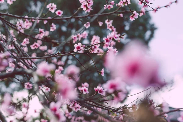 Primo Piano Fiori Nettarina Rosa All Aperto Bellissimo Cortile Girato — Foto Stock