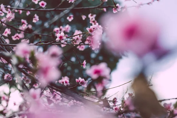 Primo Piano Fiori Nettarina Rosa All Aperto Bellissimo Cortile Girato — Foto Stock