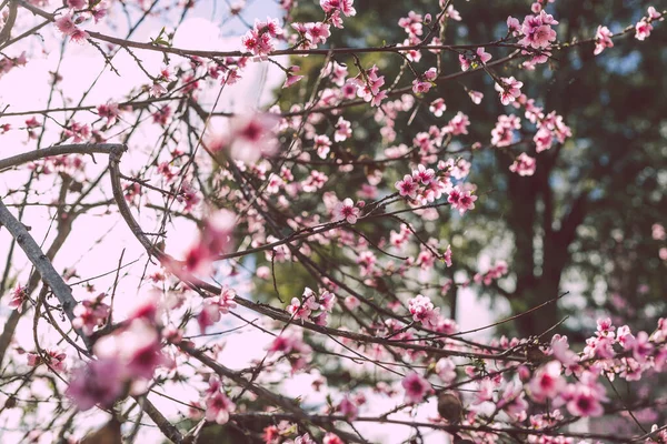 들판에서 아름다운 아름다운 분홍빛 나무의 밖에서 — 스톡 사진