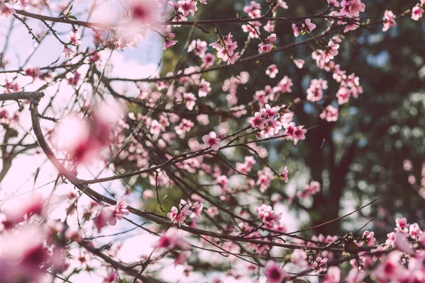 들판에서 아름다운 아름다운 분홍빛 나무의 밖에서 — 스톡 사진