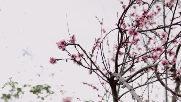 Närbild Rosa Nektarin Träd Blommor Utomhus Vacker Bakgård Skott Grunt — Stockvideo