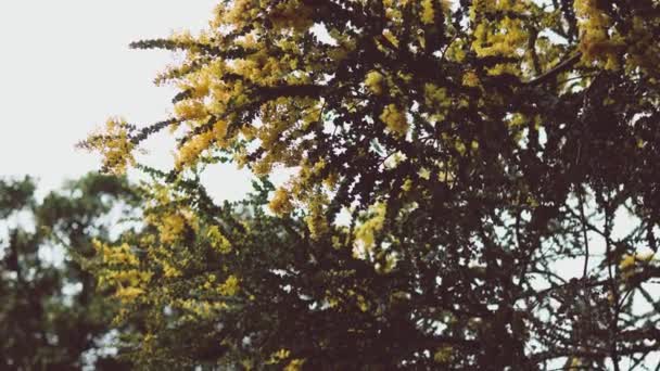 Native Australian Wattle Tree Bloom Typical Yellow Flowers Blue Sky — Stock Video