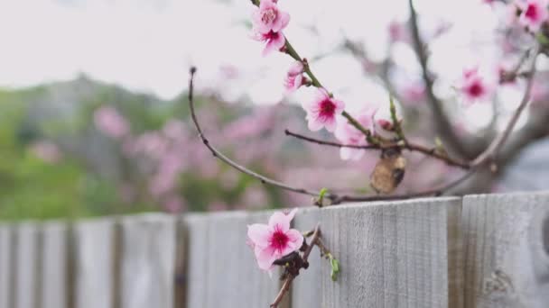 Primer Plano Flores Árboles Nectarina Rosa Aire Libre Hermoso Patio — Vídeo de stock