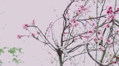 Pembe nektarin ağacının yakın çekimleri açık havada, bahçenin güzel arka bahçesinde sığ bir alanda çiçek açıyor.