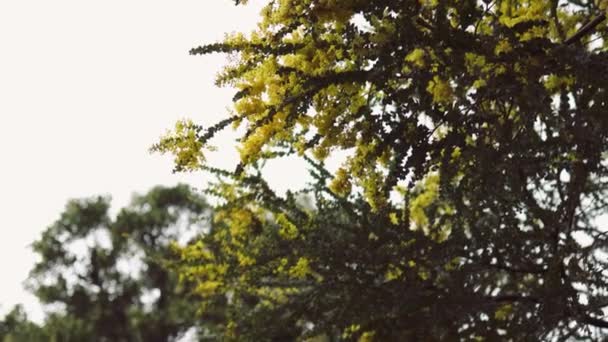 Natív Ausztrál Wattle Virágzik Tipikus Kerek Sárga Virágok Kék Háttérben — Stock videók