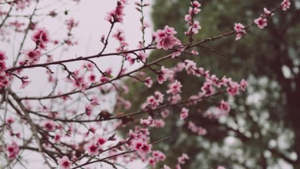 Närbild Rosa Nektarin Träd Blommor Utomhus Vacker Bakgård Skott Grunt — Stockvideo