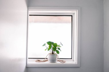 Çin para fabrikasına yakın plan. Pencere kenarındaki pencere eşiğinde, minimalist kompozisyonda beyaz duvarlarla çevrili. 
