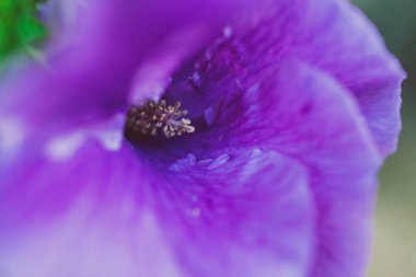 Avustralya 'nın yerli mor amber çiçeğinin açık havada, güneşli arka bahçede, sığ bir tarlada çekilmiş yakın çekimi.