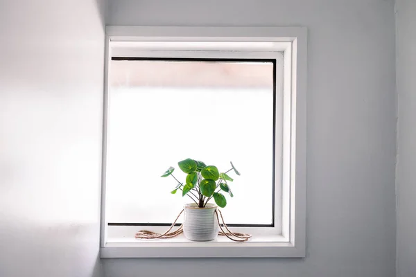 白い壁に囲まれた小さな正方形の窓の上に窓のそばにポット室内に中国のお金の植物のクローズアップミニマリスト組成物 — ストック写真