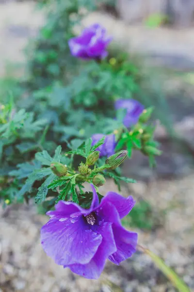 Närbild Infödda Australiska Lila Hibiskus Blomma Utomhus Solig Bakgård Skjuten — Stockfoto