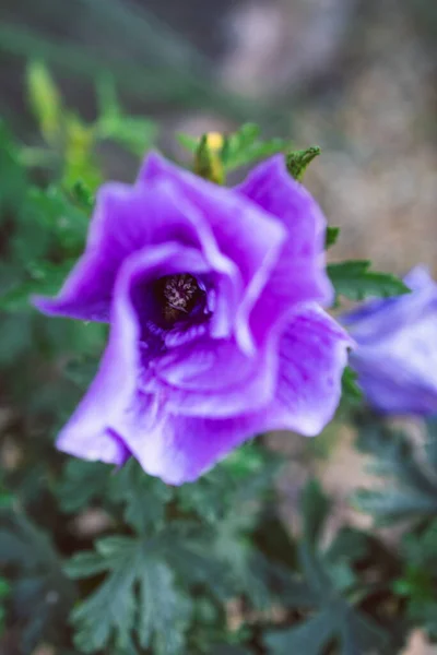 Lähikuva Natiivi Australian Violetti Hibiscus Kukka Ulkona Aurinkoinen Takapiha Ampui — kuvapankkivalokuva