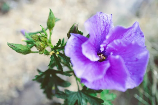 Närbild Infödda Australiska Lila Hibiskus Blomma Utomhus Solig Bakgård Skjuten — Stockfoto