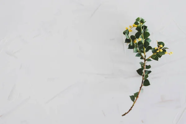 Native Australian Wattle Tree Branch Yellow Flowers White Background Shot — Stock Photo, Image