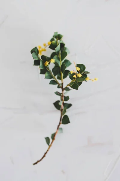 Native Australian Wattle Tree Branch Yellow Flowers White Background Shot — Stock Photo, Image