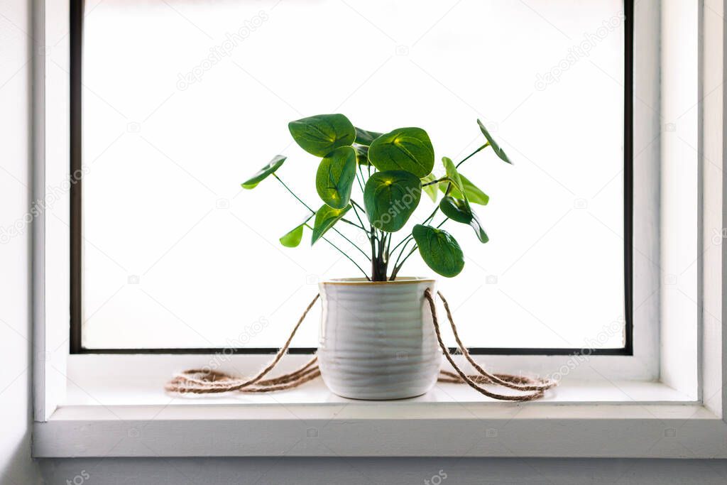 close-up of Chinese money plant in pot indoor by the window sill on tiny square window surrounded by white walls in minimalist composition 