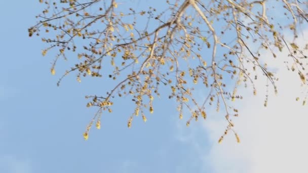 Lönn Träd Grenar Med Nya Skott Kommer Våren Solig Bakgård — Stockvideo