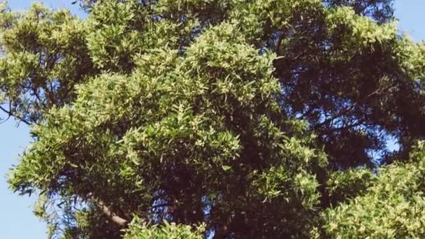 Árbol Rizo Australiano Nativo Flor Con Las Flores Amarillas Redondas — Vídeo de stock