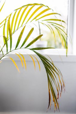 Altın baston palmiye yaprakları yakın çekim kapalı pencere tarafından sığ alan derinliği