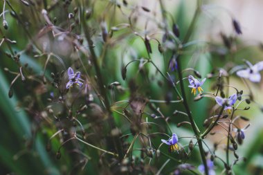 Yerli Avustralya dianella otuyla çiçekler açık havada güneşli bir arka bahçede sığ bir tarlada çekiliyor.