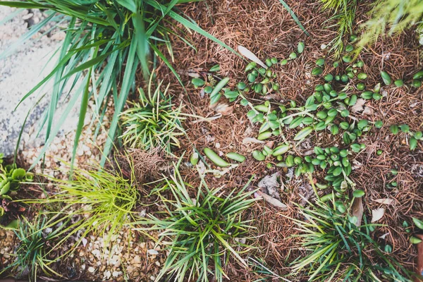 close-up of succulent plants surrounded by mulch outdoor in sunny backyard shot at shallow depth of field