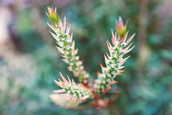 Planta Callistemon Australiano Nativo Com Botões Flores Livre Belo Quintal — Fotografia de Stock