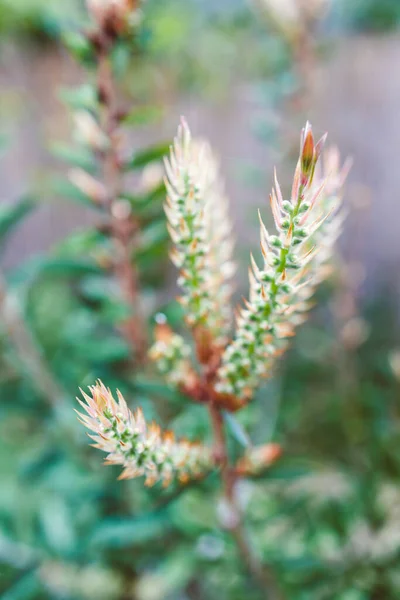 Native Australian Callistemon Plant Flower Buds Outdoor Beautiful Tropical Backyard — Stock Photo, Image