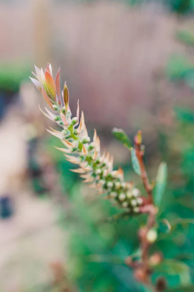 Planta Callistemon Australiano Nativo Com Botões Flores Livre Belo Quintal — Fotografia de Stock