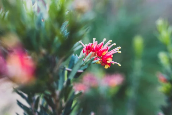 Nativní Australské Grevillea Petarda Rostlina Venkovní Krásné Tropické Zahradě Střílet — Stock fotografie
