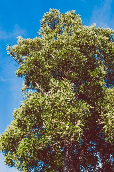 Родные Австралийские Подбородок Дерево Цветами Открытом Воздухе Красивых Тропических Двор — стоковое фото