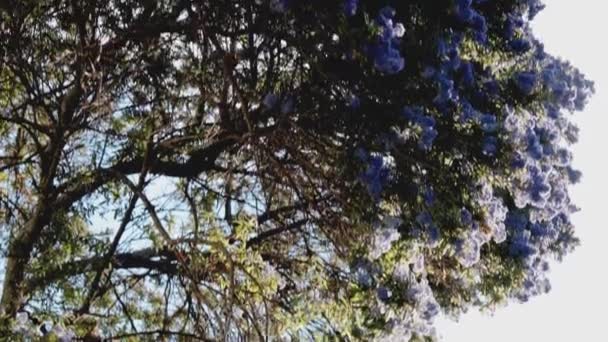 Niebieskie Drzewo Pacyficzne Ceanothus Kwiatami Pełnym Rozkwicie Ujęcie Aparatem Przechylającym — Wideo stockowe