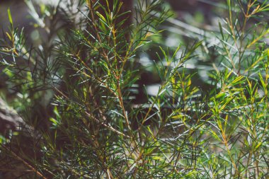Yerli Avustralya grevillaları ve otları sığ bir tarlanın derinliğinde tropikal arka bahçedeki güzel bitkiler.
