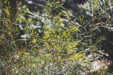 Yerli Avustralya grevillaları ve otları sığ bir tarlanın derinliğinde tropikal arka bahçedeki güzel bitkiler.