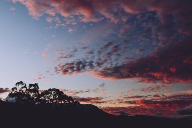 Tazmanya 'da çekilmiş okaliptüs ağacı siluetleriyle dağların üzerinde görkemli pembe günbatımı.