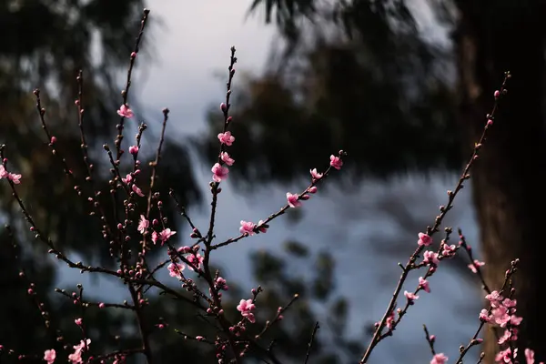 Rosa Nektarin Träd Blommor Utomhus Skott Grunt Skärpedjup — Stockfoto