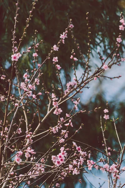 Albero Nettarina Rosa Fiorisce Colpo All Aperto Profondità Campo Poco — Foto Stock