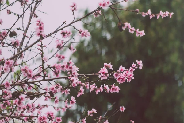 분홍색 사카린 나무의 들판의 곳에서 피어나는 — 스톡 사진
