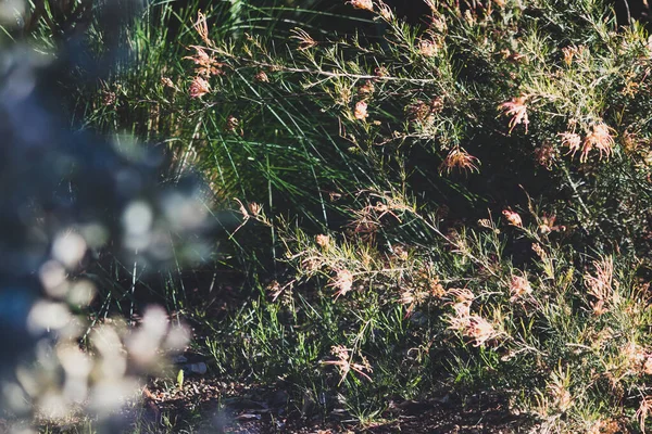 Infödda Australiska Grevillea Semper Florens Växt Utomhus Vackra Tropiska Bakgård — Stockfoto