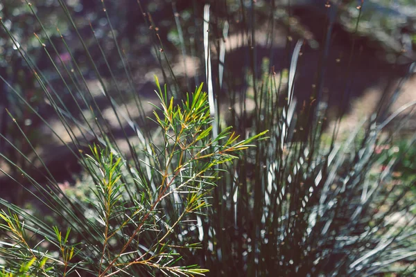 Grevilleas Australiennes Indigènes Plantes Herbe Plein Air Dans Belle Arrière — Photo