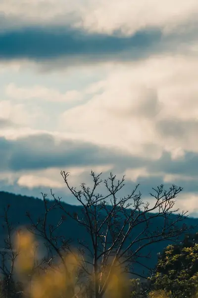 Ağacın Dalları Planda Altın Yaprakları Ile Arka Planda Dağ Manzarası — Stok fotoğraf