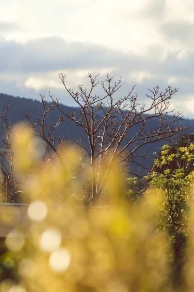 Boom Met Kale Takken Gouden Bladeren Voorgrond Met Berglandschap Achtergrond — Stockfoto