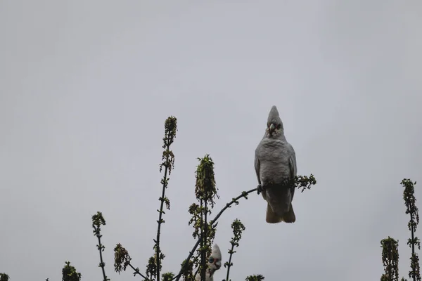 Branches Arbres Nus Avec Troupeau Cacatoès Corella Dessus Avec Ciel — Photo