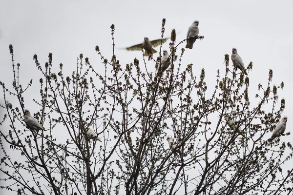 Branches Arbres Nus Avec Troupeau Cacatoès Corella Dessus Avec Ciel — Photo