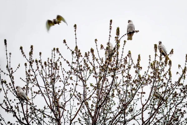 Ramas Desnudas Árboles Con Manada Cacatúas Corella Ella Con Cielo — Foto de Stock