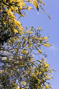 Güzel tropikal arka bahçede sarı çiçekli yerli Avustralya gerdan ağacı sığ bir tarlada çekiliyor.