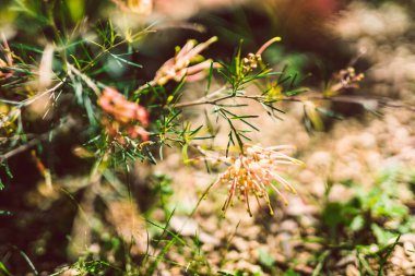 Yerli Avustralya yeşili semperfloren bitkileri sığ tarlaların sığ sularında tropikal arka bahçeye ekilir.
